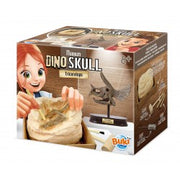 MUSEUM SKULL-TRICERATOPS EDUCATIONAL,TEACHER HOME SCHOOL, LEARNING