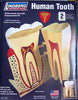 1:8 HUMAN TOOTH - morethandiecast.co.za