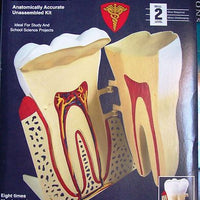 1:8 HUMAN TOOTH - morethandiecast.co.za
