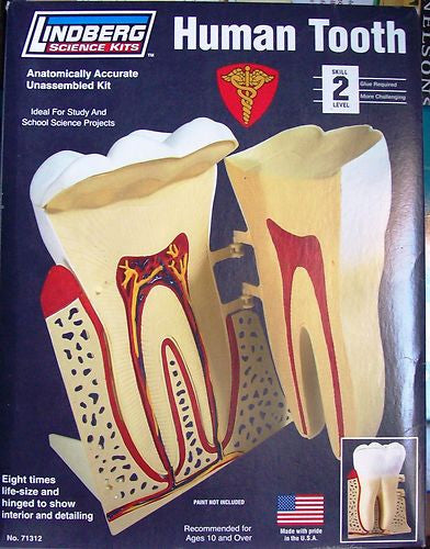 1:8 HUMAN TOOTH - morethandiecast.co.za