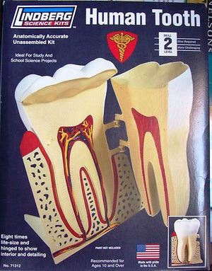 1:8 HUMAN TOOTH - morethandiecast.co.za